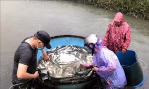 Do ảnh hưởng trực tiếp của hoàn lưu cơn bão số 5, khu vực tỉnh Quảng Ngãi xảy ra mưa lớn diện rộng, dự báo từ ngày 11-14/9, trên các sông có khả năng xuất hiện lũ. Trước tình hình này, người nuôi trồng thủy sản trên địa bàn tỉnh đang khẩn trương thu hoạch