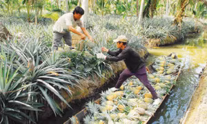 Nông dân Kiên Giang thu hoạch khóm (dứa) Tắc Cậu. Ảnh: ttc-farm.dacsanvina.net