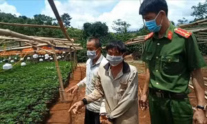 Hai đối tượng trồng cần sa tại xã Nam Bình. Ảnh:TTXVN phát