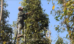 Giá tiêu tăng "nóng" trở lại khiến người dân vui mừng, phấn khởi. Ảnh: Hoàng Nhị - TTXVN