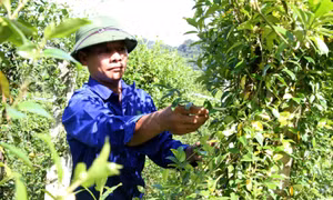 Mô hình trồng cây thìa canh làm dược liệu của Công ty Cổ phần Dược liệu Pù Mát, huyện Con Cuông (Nghệ An) mang lại hiệu quả kinh tế cao gấp nhiều lần so với trồng ngô, mía. Ảnh: Văn Tý-TTXVN