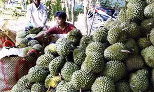 Khánh Hòa liên kết sản xuất, tiêu thụ sầu riêng cho huyện miền núi Khánh Sơn