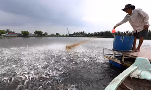 Nuôi cá tra nguyên liệu lãi hơn 1,7 tỷ đồng/ha
