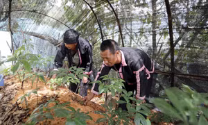 Sâm Lai Châu - Khát vọng vươn xa