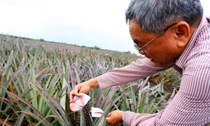 Người nông dân Nguyễn Văn Sáu “bắt” đất phèn cho trái ngọt