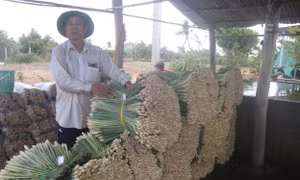 Sả thương phẩm được bó cẩn thận trước khi đưa đi tiêu thụ. Ảnh: Minh Trí-TTXVN 