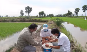 Cán bộ nông nghiệp cùng nông dân kiểm tra mô hình tôm – lúa tại huyện Hồng Dân (Bạc Liêu). Ảnh: Tuấn Kiệt – TTXVN 