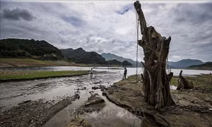 Một thân cây cổ thụ vẫn sừng sững nơi lòng hồ khô cạn, đoạn thuộc địa phận xã Hiền Lương, huyện Đà Bắc. Lúc bình thường, khi nước hồ Hòa Bình đầy sẽ vượt qua ngọn của thân cây này. Ảnh: Trọng Đạt - TTXVN 