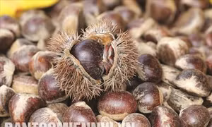 Nhờ khí hậu, thổ nhưỡng thuận lợi, hạt dẻ Trùng Khánh có hương vị thơm ngon, ngọt bùi. Ảnh: dantocmiennui.vn 