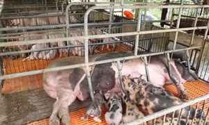 Tây Ninh xử lý nhiều ổ dịch tả lợn châu Phi tại huyện biên giới Tân Biên