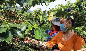 Người dân xã Chiềng Chung (Mai Sơn, Sơn La) thu hái quả cà phê. Ảnh: Hữu Quyết – TTXVN