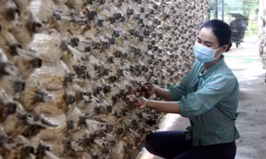 Chăm sóc nấm. Ảnh :Phước Tuệ
