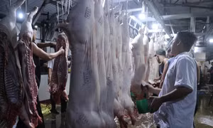 Cán bộ thú y kiểm tra sản phẩm thịt lợn trước khi xuất ra khỏi cơ sở giết mổ. Ảnh: Bùi Giang - TTXVN 