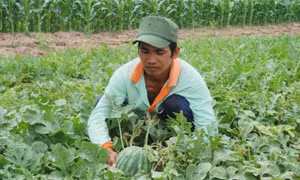 Anh Thạch Chung, ngụ tại ấp Ba Tiêu, xã Đa Lộc, huyện Châu Thành đã thực hiện mô hình trồng dưa hấu cho thu nhập ổn định. Ảnh: baobienphong.vn