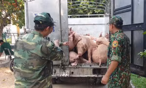 Việc lợn nhập lậu liên tục tuồn vào Việt Nam khiến giá lợn trong nước rơi vào tình trạng chưa tăng đã giảm. Ảnh: tienphong.vn 