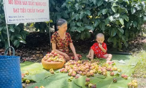 Măng cụt Bình Dương được giá