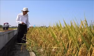 Trà Vinh khuyến khích sử dụng 3 nhóm giống lúa cho vụ Hè Thu 2023