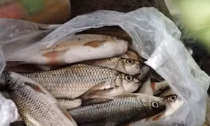 Cá chết do người dân vớt trên sông Nước Bươu. Ảnh: baoquangnam.vn 