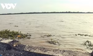 Tình trạng sạt lở bờ sông trên dòng Cổ Chiên thuộc địa bàn Trà Vinh ngày càng phức tạp. Ảnh: vov.vn 