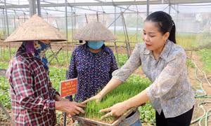 Giống lúa chất lượng cao.Ảnh: Thu Hiền - TTXVN 