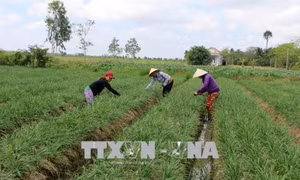 Đồng bào Khmer ở xã Phú Mỹ, huyện Mỹ Tú trồng hẹ bông trên chân ruộng cho thu nhập cao. Ảnh: Trung Hiếu - TTXVN