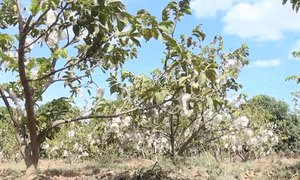 Vùng trồng mãng cầu hoàng hậu Thái Lan ở thôn Phước An, xã Phước Vinh, huyện Ninh Phước. Ảnh: ninhthuantv.vn