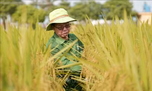 Ông Trần Mạnh Báo tại Trung tâm Nghiên cứu sản phẩm mới của Công ty Cổ phần Công ty cổ phần Tập đoàn ThaiBinh Seed. Ảnh: TTXVN phát 