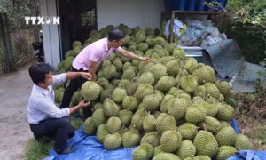 Thu hoạch sầu riêng ở ấp Tân Đông, xã Ngũ Hiệp, huyện Cai Lậy. Ảnh: Minh Trí - TTXVN