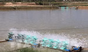 Ao nuôi tôm của hộ nông dân. Ảnh: Nguyên Lý-TTXVN