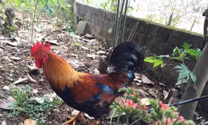 Xây dựng thương hiệu giống gà nhiều cựa Tân Sơn (Phú Thọ)
