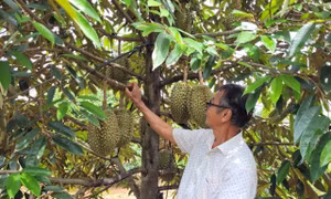 Vườn sầu riêng Thái của gia đình ông Bùi Hữu Đào (xã Kim Long, huyện Châu Đức) chuẩn bị cho thu hoạch. Ảnh: TTXVN phát