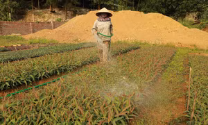 Sản xuất các loại giống cây lâm nghiệp phục vụ trồngrừng. Ảnh: Vũ Sinh – TTXVN 