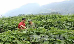 Trồng su su lấy ngọn mang lại hiệu quả gấp 3-4 lần so với trồng ngô ở xã Hồng Thái. Ảnh: Văn Tý/TTXVN