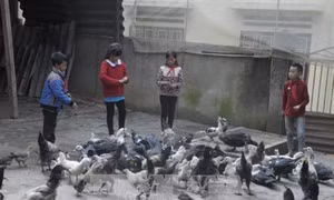 Học sinh Trường Tiểu học bán trú Mản Thẩn (Si Ma Cai) tham gia mô hình chăn nuôi tăng gia sản xuất sau giờ học. Ảnh: Hương Thu – TTXVN
