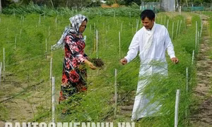 Anh Hùng Ky, người dân tộc Chăm ở thôn Tuấn Tú, xã An Hải, huyện Ninh Phước là nông dân tiêu biểu trong việc đi đầu ứng dụng công nghệ cao vào trồng và chăm sóc cây măng tây xanh. Ảnh: Tú Quỳnh 