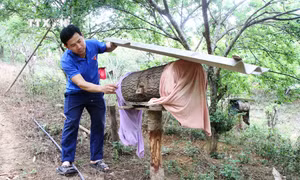 Ngoài trồng mận, anh Lù Văn Đức còn nuôi thêm 90 đàn ong lấy mật cho thu nhập cao. Ảnh: Phan Quân - TTXVN