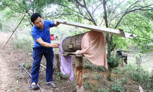 Ngoài trồng mận, anh Lù Văn Đức còn nuôi thêm 90 đàn ong lấy mật cho thu nhập cao. Ảnh: Phan Quân - TTXVN