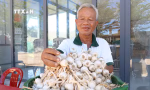 Tỏi Ninh Thuận chính vụ được giá