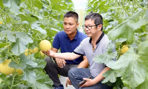 Mô hình trồng dưa lưới trong nhà kín, ứng dụng công nghệ cao mang lại hiệu quả kinh tế cao tại xã Kháng Nhật, huyện Sơn Dương, tỉnh Tuyên Quang. Ảnh: Quang Cường- TTXVN 
