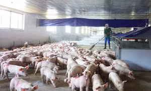 Phát triển chăn nuôi tuần hoàn gắn với liên kết tiêu thụ sản phẩm