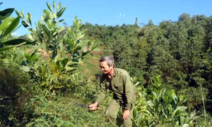 Người dân xã Tân Tiến (Yên Sơn, Tuyên Quang) chăm sóc rừng keo mới trồng. Ảnh: Quang Đán - TTXVN