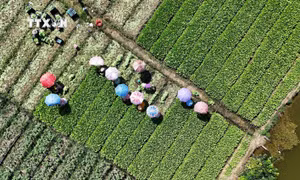 Nông dân ven biển Gò Công chuyển đổi trồng màu thích ứng biến đổi khí hậu