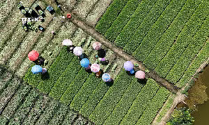 Nông dân ven biển Gò Công chuyển đổi trồng màu thích ứng biến đổi khí hậu