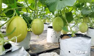 Hiệu quả từ những mô hình sinh kế bền thích ứng với biến đổi khí hậu