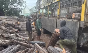 Báo động tình trạng phá rừng tại xã biên giới Ia Mơ, Gia Lai