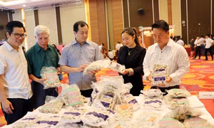 Tìm hướng đi cho nghêu nước sâu