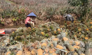 Giá dứa tăng mạnh, nông dân Tiền Giang lãi hàng trăm triệu đồng/ha