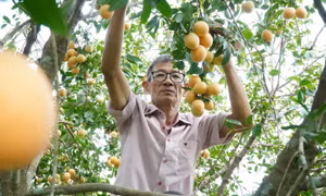 Những gian hàng thanh trà thu hút đông đảo du khách đến tham quan và chọn mua. Ảnh: Tường Vi - TTXVN 
