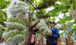 Thu hoạch chuối xanh đưa về chế biến phục vụ xuất khẩu tại trang trại chuối út Huy Long An ở xã Mỹ Bình, huyện Đức Huệ, tỉnh Long An. Ảnh: Vũ Sinh - TTXVN
