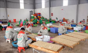Nhân viên Công ty cổ phần xuất nhập khẩu hoa quả Sơn La chế biến long nhãn. Ảnh: Quang Quyết-TTXVN 